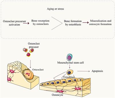 Mitochondrial dysfunction and therapeutic perspectives in osteoporosis